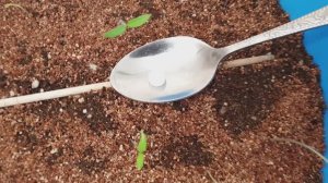 Мощная, крепкая, здоровая рассада. и не вытянется. Чудо в 1 таблетке.