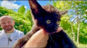 Мы так вовремя с доктором Василием поймали черненького котенка, он был ОЧЕНЬ ГОЛОДЕН!