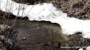 КОГДА ЦВЕТУТ САДЫ _ ШИКАРНАЯ И НЕОБЫКНОВЕННАЯ ПЕСНЯ 🌷_ ПРЕМЬЕРА 2026