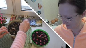 Февраль 2026 года. Накануне  прощеного Воскресения. Пион Лаура Десерт растет. Прощальный ужин.