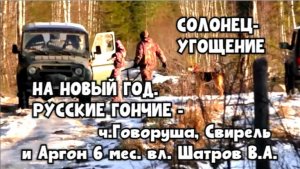 СОЛОНЕЦ- УГОЩЕНИЕ НА НОВЫЙ ГОД. РУССКИЕ ГОНЧИЕ - ч.Говоруша, Свирель и Аргон 6 мес.#топ #hunting .