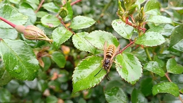 #все цветы лета и осени .какая красота розы ....итд.. смотреть онлайн