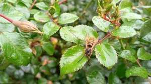 #все цветы лета  и осени .какая красота розы ....итд..