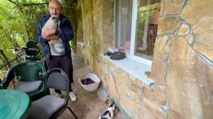 Котенок Тигруля нашел свое счастье в новой семье, а нам по-моему ОПЯТЬ ПОВЕЗЛО!