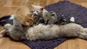 Кошка МонаЛиза -кошачья Мерилин Монро, она на руках ждёт когда я подам ей корету и отвезу домой)))