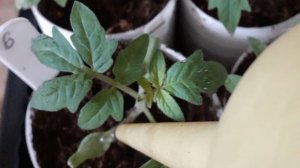 Лучшие ДНИ ПОСЕВА томатов в Подмосковье на рассаду в 2026 году.