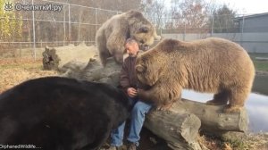 Медведи соскучились за хозяином