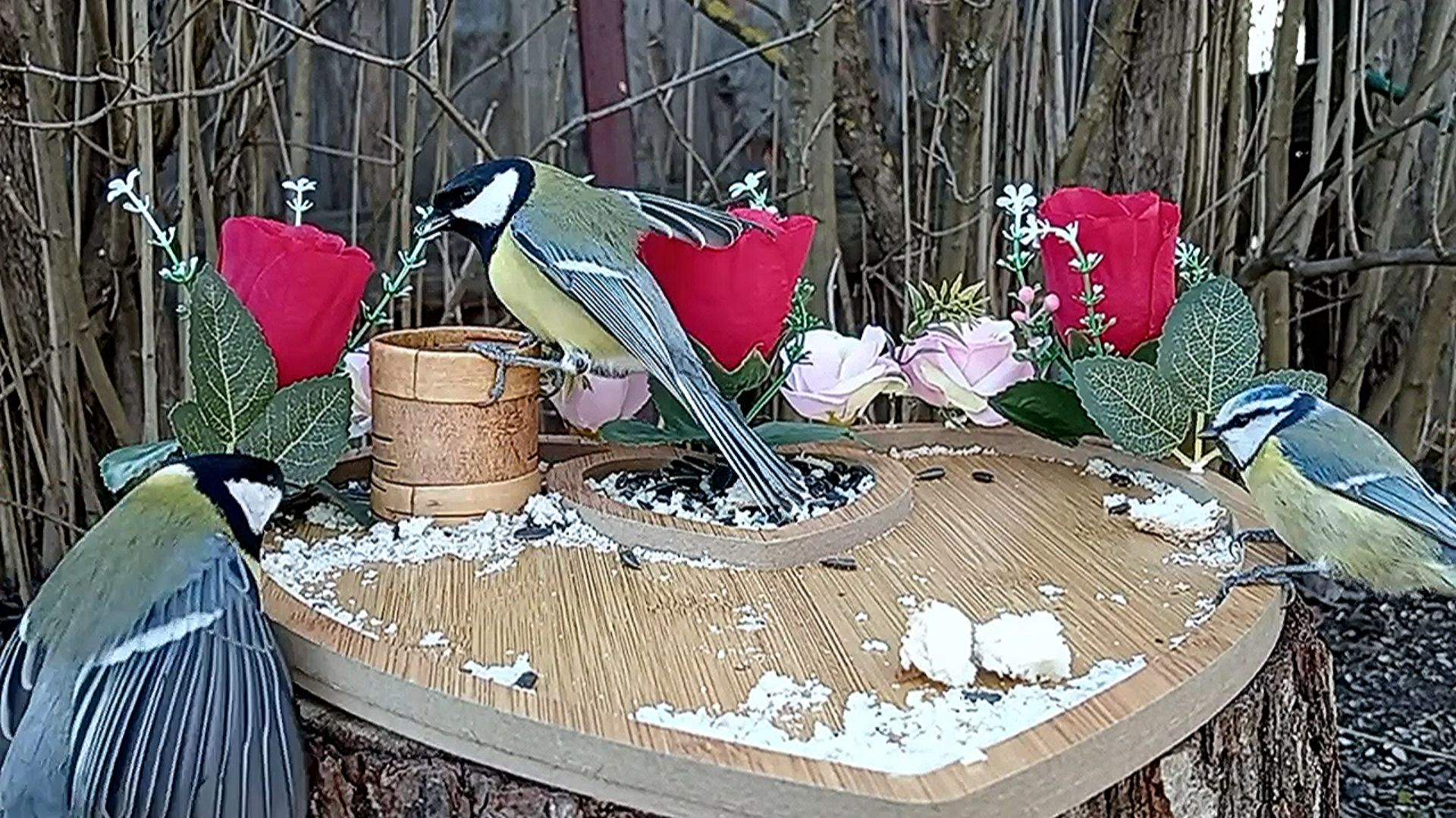 Наблюдение за птицами на кормушке