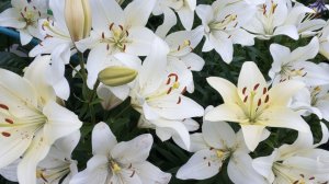 Мои лилии