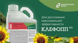 Клефопп — надёжная защита от злаковых сорняков в посевах пропашных культур. Технология применения