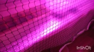 //151// Посеяла лобелию.Распикировала томаты , которые можно выращивать в горшках.