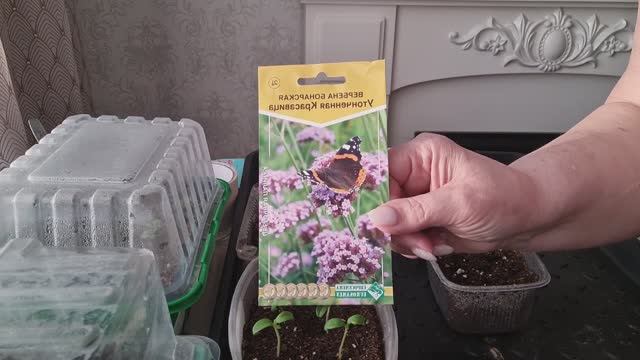 Посев Вербены бонарской и перца!🌺Отличная подкормка для рассады./21.02.26/ смотреть онлайн