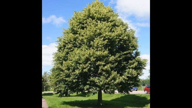Липа смотреть онлайн