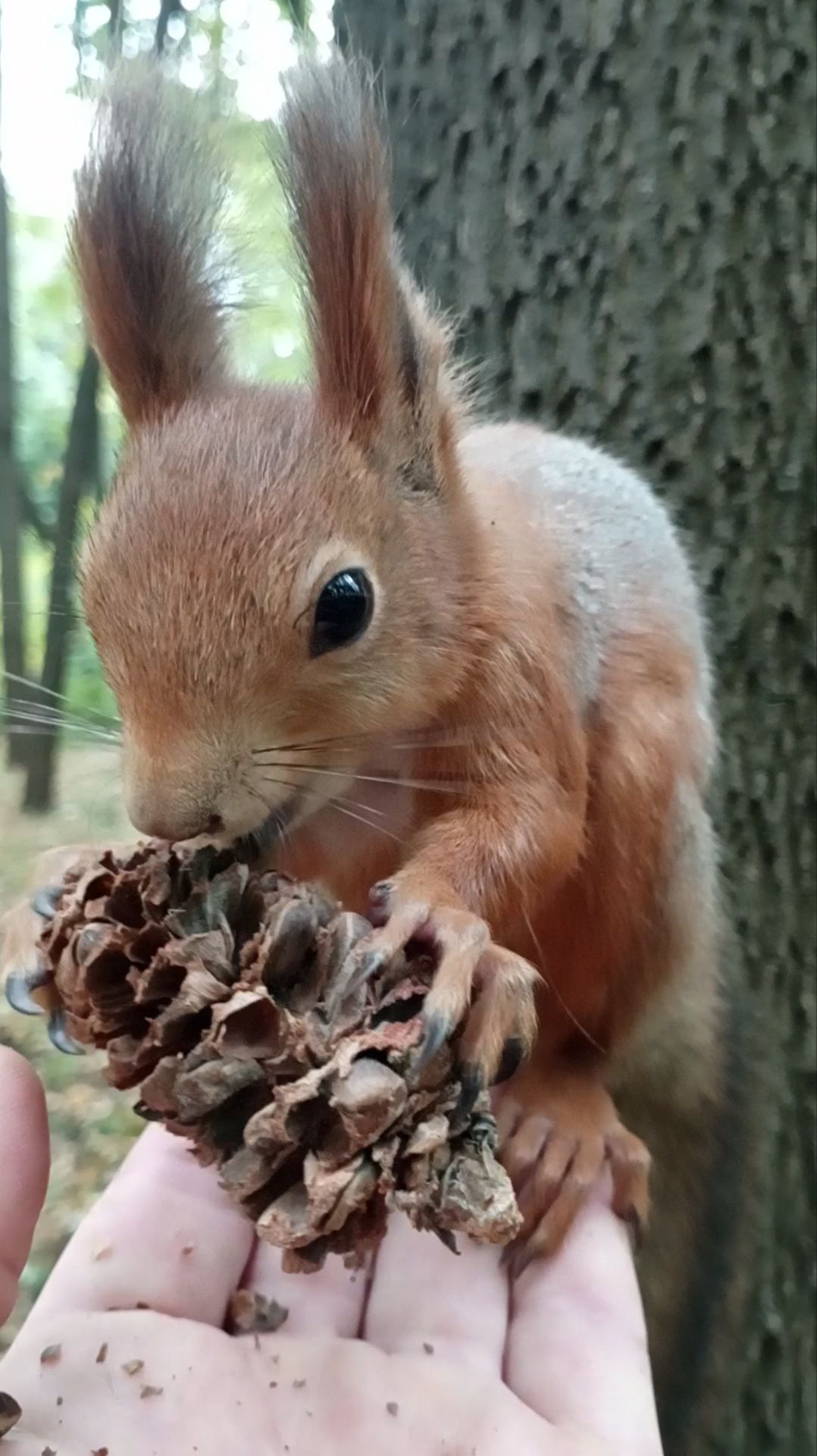 Белка с шишкой. Сентябрь 2023