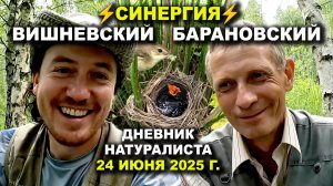 Птицы Туралтова. 24 июня 2025 г.