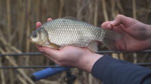 Nizvodno od prevodnice - DTD kod Cicova EP184_11042023