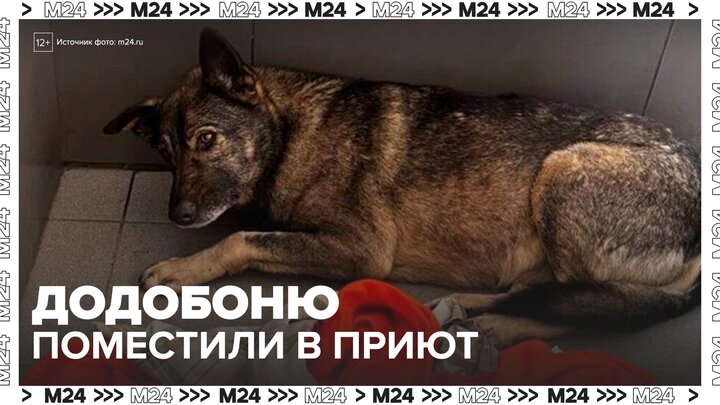 Собаку Додобоню, которую выгнали из челябинской пиццерии, доставили в приют - Москва 24 смотреть онлайн