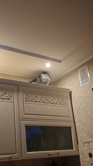 Участник №6. Николенко Мария  - "Быть котом не так уж плохо"