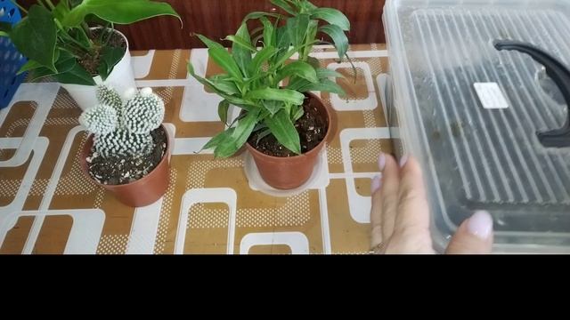 Похвастушки "Чё купила ☺️" Анонс предстоящих пересадок 😉