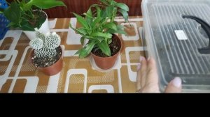 Похвастушки "Чё купила ☺️" Анонс предстоящих пересадок 😉