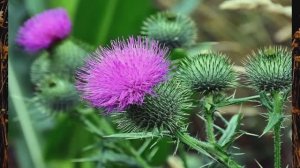 Чертополох - разбойник дикий