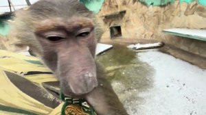 Маня рада вернуться с Люсей домой, а Степа едет прогуляться по парку❤️М