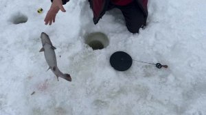 Запуск от 24.02.26