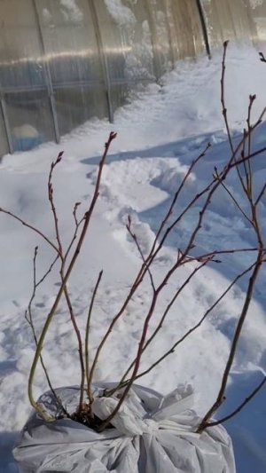 Отзыв на саженцы голубики от Дерево-Сад