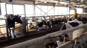 Кубань 4 года подряд занимает первое место в РФ по производству питьевого молока