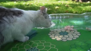 😹 КОТЫ В ЛОВУШКЕ! Они не ожидали