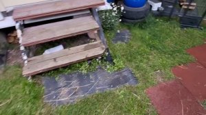 Ирландские терьеры : Супер трюк .Щенки