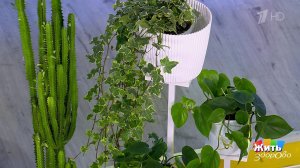 Цветы: красиво, но опасно. Жить здорово! Фрагмент выпуска от 24.02.2026