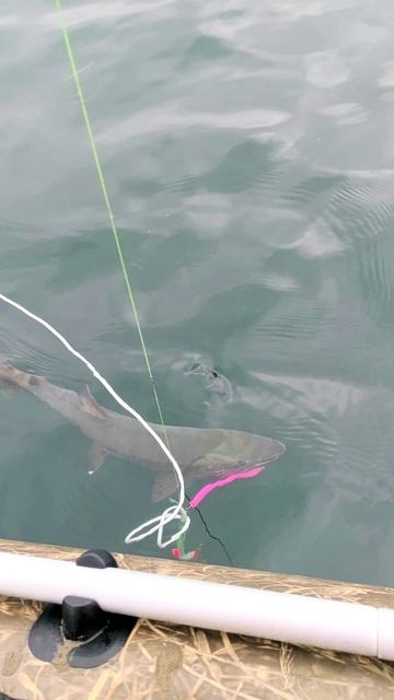 кета в море на удочку запутала мой якорь