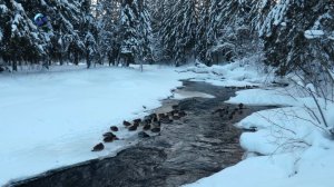 Общественники поддержали проект нового генерального плана Петрозаводска