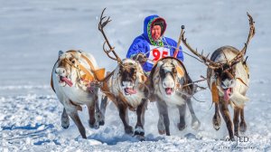 Гонки на оленях.
