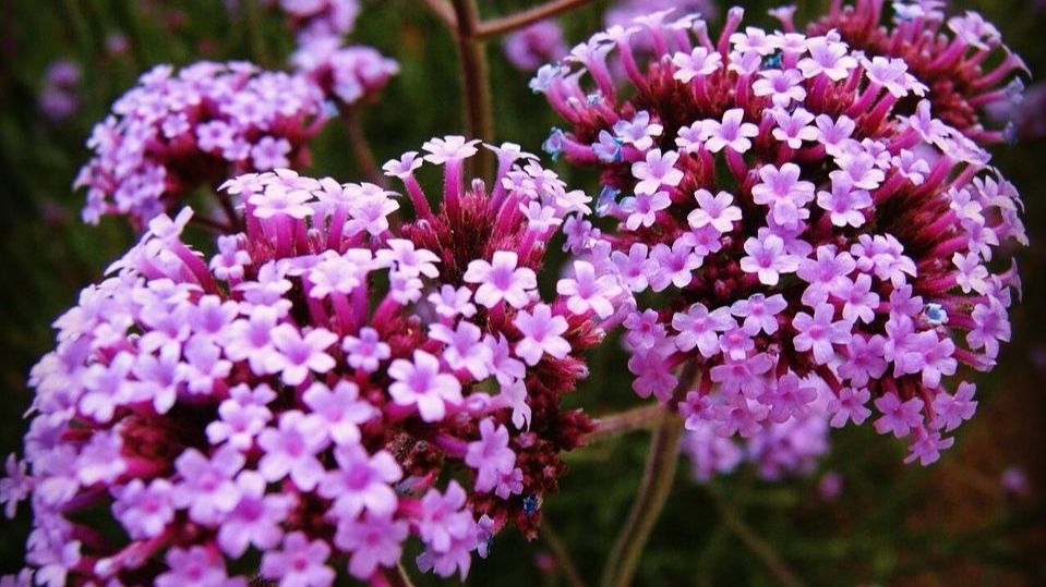 Посев Вербены бонарской и перца!🌺Отличная подкормка для рассады своими руками./21.02.26/ смотреть онлайн