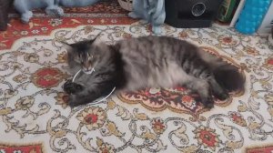 Люська хозяйничает! 😂