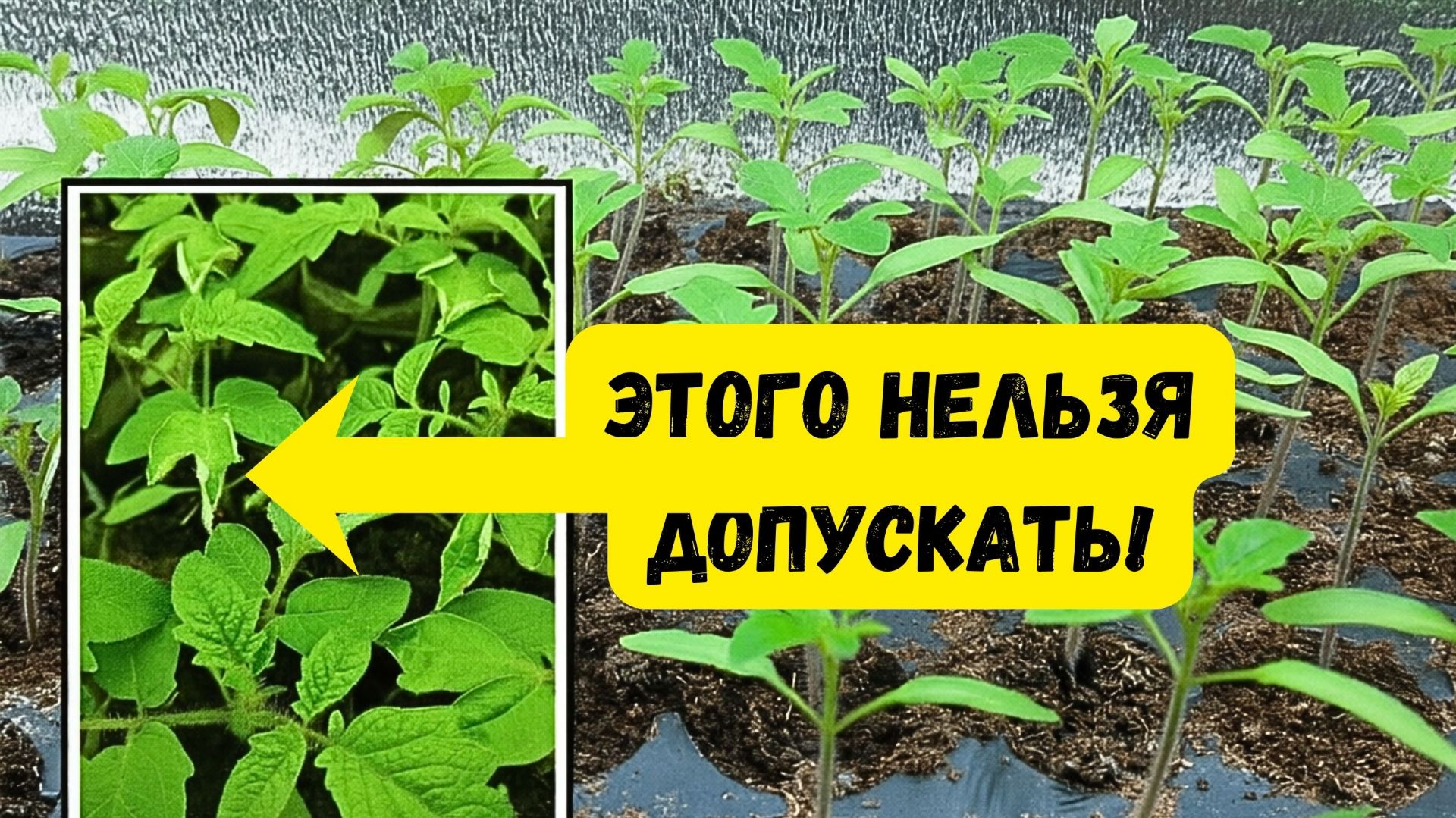 Почему сохнут края листьев у рассады Главные причины и решения смотреть онлайн