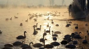 🦢Лебеди-шипуны в Синьцзяне