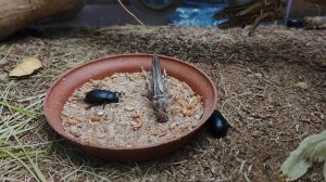 Жук Медляк. Саранча. Кузнечики. Московский зоопарк