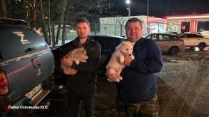 Встречаем щенков в Москве