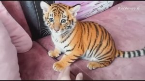 Кошка Маська на окне/Превращение в тигрёнка/Эффекты нейросети/Жизнь в России 🇷🇺