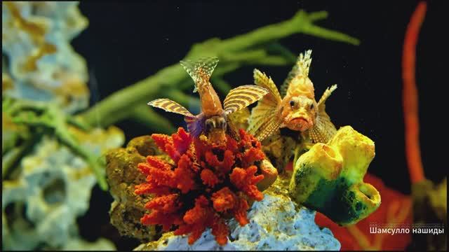 Коран сура ал-Имран чтец Мухаммад аль-Факих