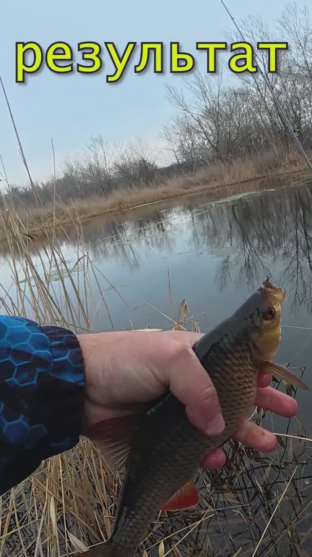 На что ловить КРУПНУЮ плотву по холодной воде ? #fishing #спиннинг #мормышинг