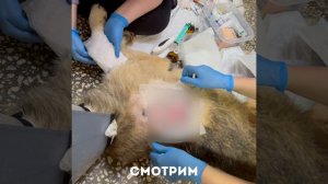 Перелом предплечья у Френка