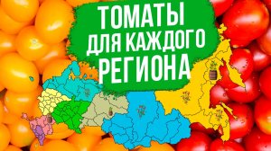 5 заблуждений о выращивании томатов. Сорта томатов для КАЖДОГО РЕГИОНА!