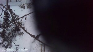 Делаю дренаж для тающего снега в виноград