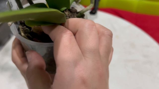 Моя новая нежная орхидея смотреть онлайн