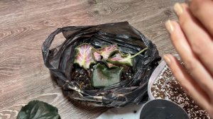 Фиалки.Срочная пересадка фиалок.Они прекрасны.