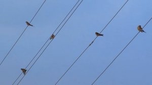 Животные,которые предсказывают погоду!